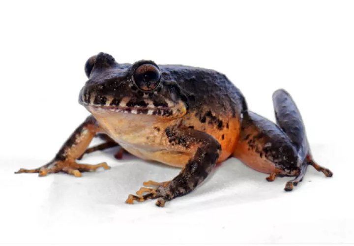La especie había sido declarada extinta. Foto/ EFE