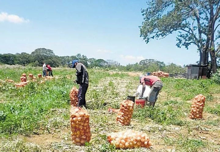 En  agosto habrá solo 17 mil quintales del producto nacional. /Foto Archivo