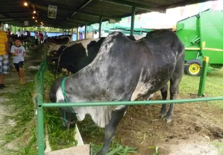 En Azuero hay unos seis mil productores de  leche grado C están afectados por las importaciones. /Foto Thays Domínguez 