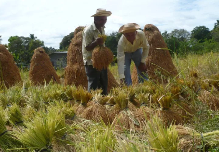 Menos hectáreas sembradas se registran en el país, ya que han sido desplazadas por importaciones. /Foto Archivo