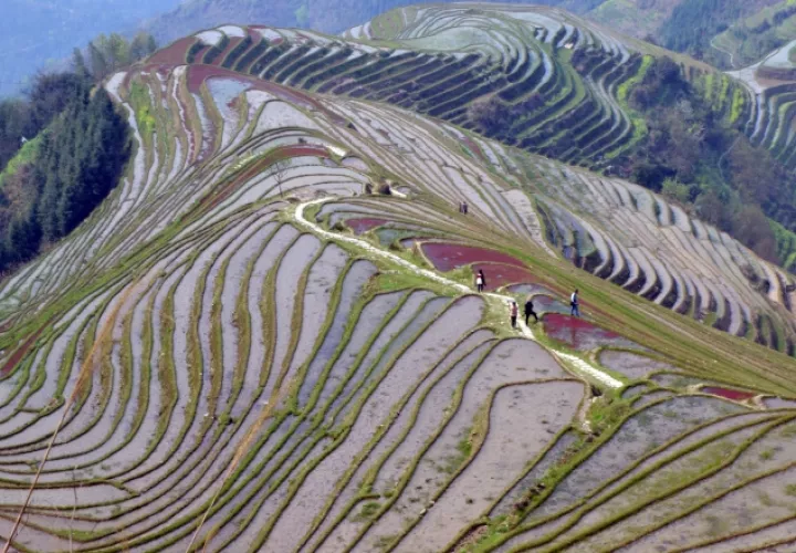 Las terrazas de arroz vistas desde la cumbre. Cuando las terrazas se irrigan, el agua parece un espejo. /Foto EFE/Rafael Cañas