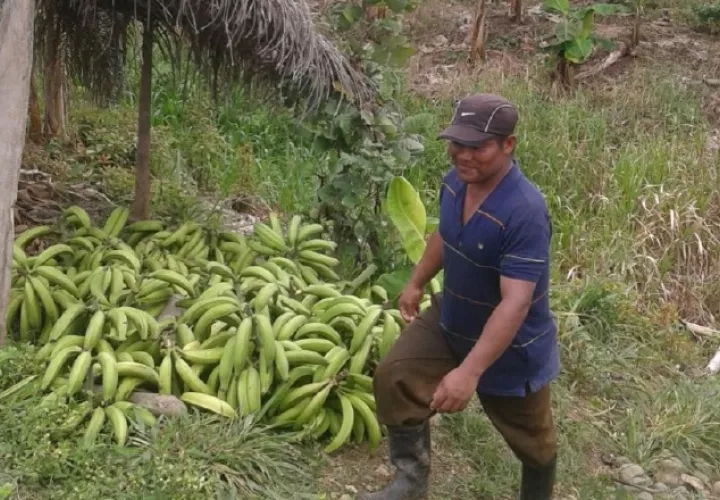 Exigen sacar del contrato las hectáreas que son cultivadas. /Foto José Vásquez