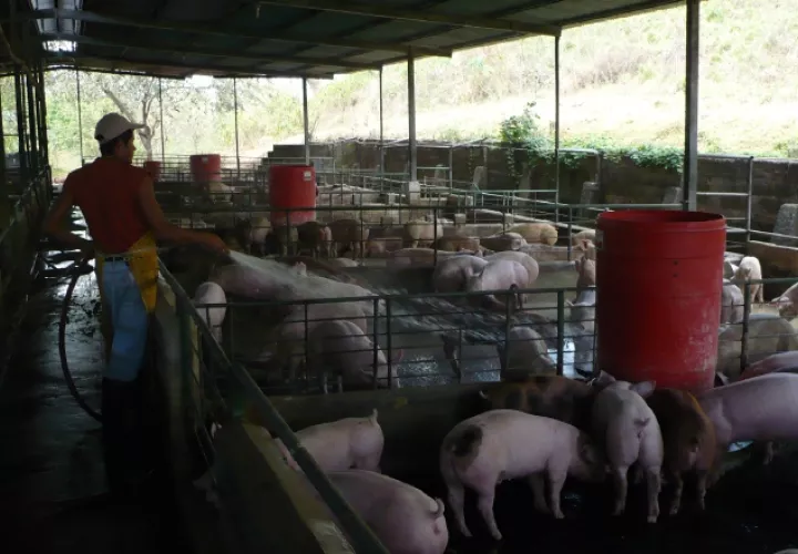 Los productores chiricanos igualmente piden al Gobierno que se reforme la ley que creó la Aupsa. /Foto José Vásquez