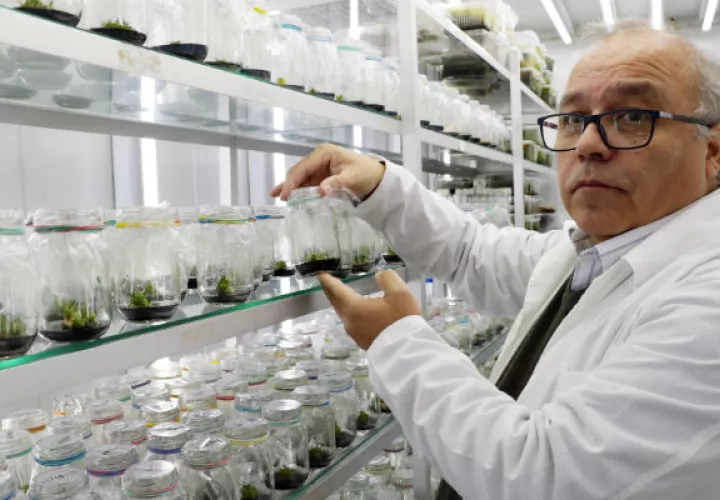 Gustavo Zúñiga, investigador y decano de la Facultad de Química y Biología, de la Universidad de Santiago de Chile. FOTO/EFE