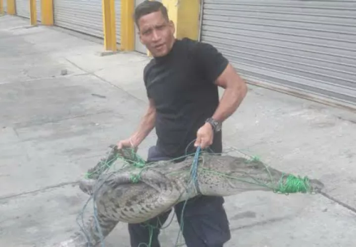 Traslado del animal. Foto: Delfia Cortez. 