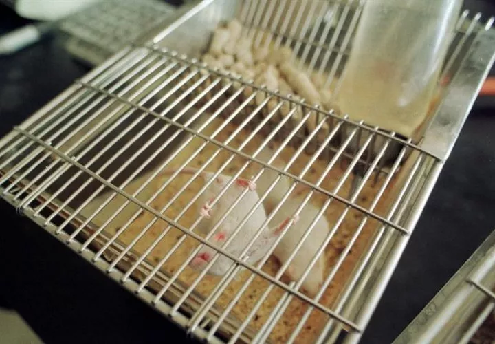 La mortalidad histórica del hantavirus es de alrededor de 36% a un 40%, por lo tanto, es grave. FOTO/EFE
