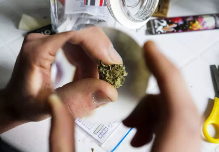 Muestra de cannabis para la venta legal en Uruguay. Foto: EFE.