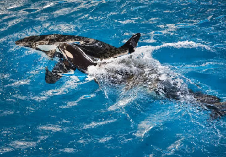 La orca Takara nadando junto a su cría Kyara. FOTO/AP