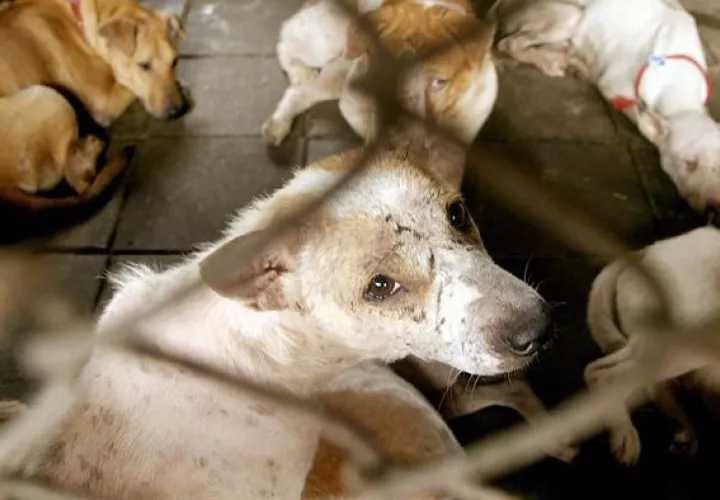 Hay más de un millón de perros en el país suramericano. FOTO/EFE