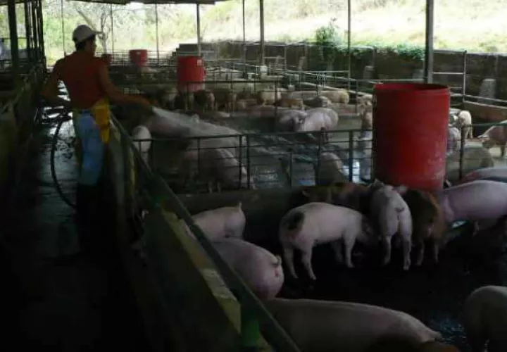 Los pequeños y medianos porcinocultores en Chiriquí corren peligro de desaparecer. Foto: Archivo 