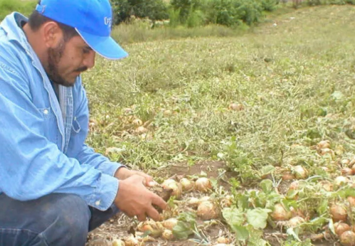 Los productores de cebolla de Tierras Altas ahora tendrá que avalar la importación del rubo por baja en la producción. Foto: Archivo