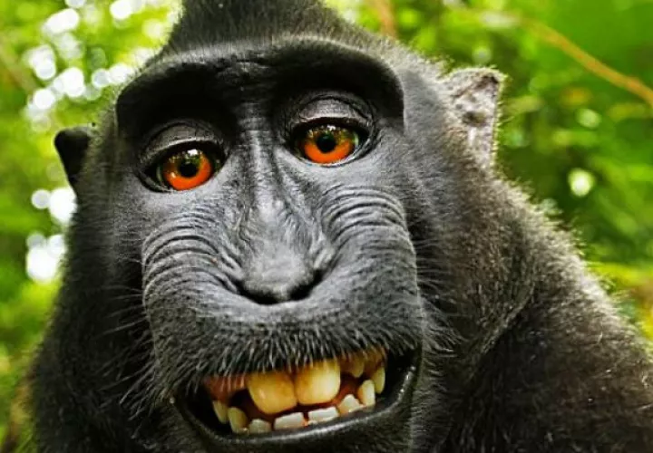 El mono se tomó esta imagen con la cámara del fotógrafo David Slater