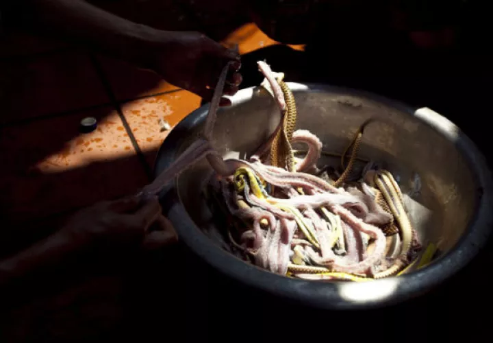 Cazó las serpientes y las asó a la barbacoa. Foto/ EFE