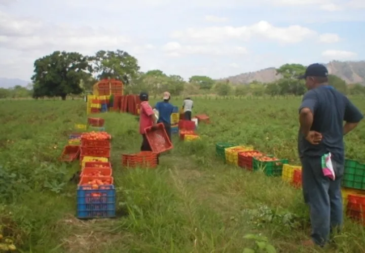 5 millones de kilos de derivados del tomate. /Foto Archivo