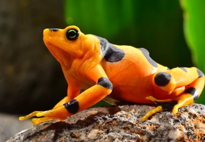 Hermoso ejemplar de la Rana Dorada, especie  protegida en nuestro país, para evitar su extinción. /Foto Archivo.