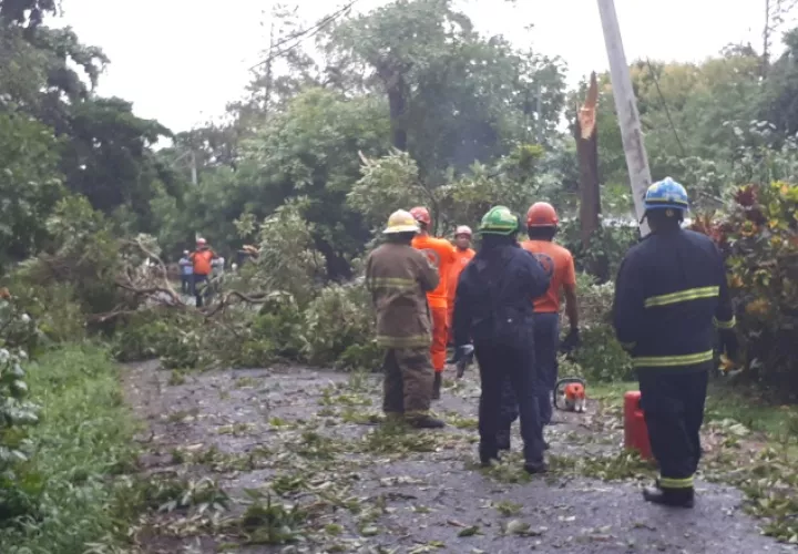 Bomberos y Sinaproc retiran árboles del tendido eléctrico. /Foto Elena Valdez 