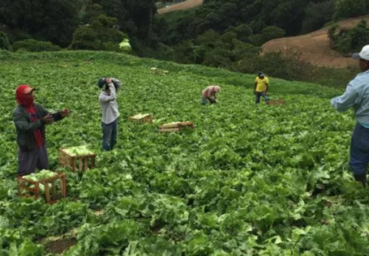 La ley ha impactando a 170 productores. /Foto Archivo