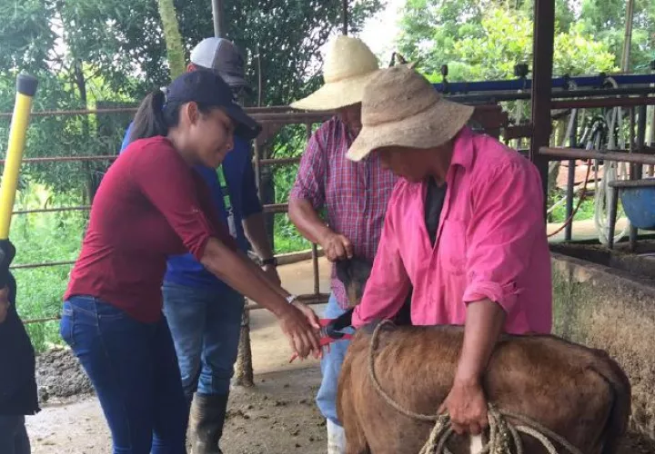 200 mil bovinos han sido trazados en Chiriquí. /Foto Cortesía