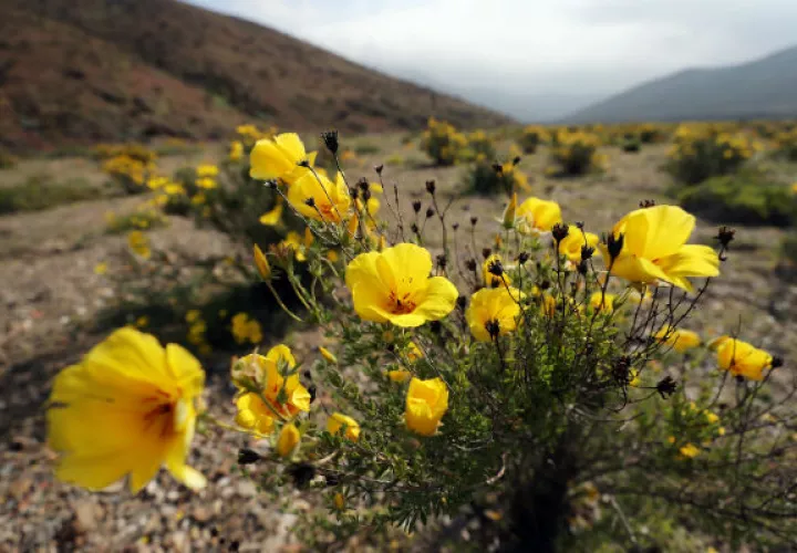 El desierto florido es sin duda una de las postales más apreciadas por los turistas. FOTO/EFE