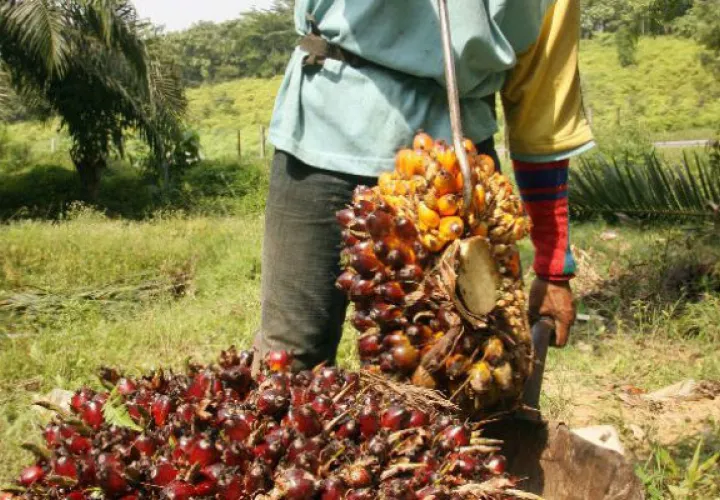  600 productores que producen alrededor de 18 mil hectáreas 
