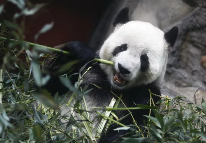 China es el único hábitat natural de los pandas. Foto/ EFE