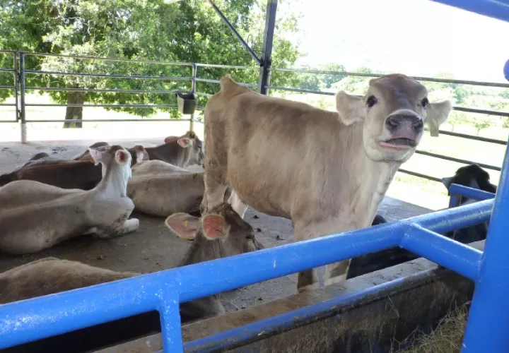 Productores de ganado de leche piden que todos los sectores involucrados participen de la reunión. /Foto Archivo