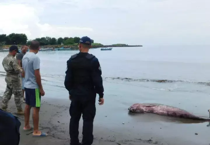 El cetáceo se asemeja a la  ballena gris, marsopa y a la  orca. /Foto Zenaida Vásquez 