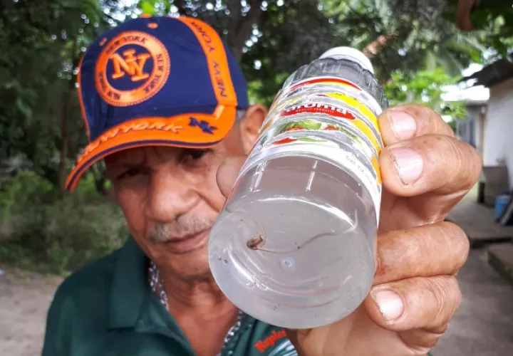 Moradores atribuyen vómitos y diarreas a estos gusanos. /Foto Elena Valdez 