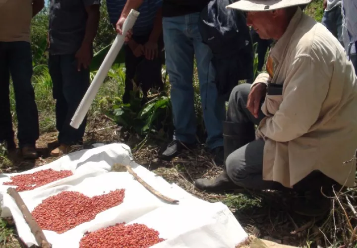 La nueva variedad del grano ayudará a mejorar la nutrición y disminuir el riesgo de anemia. /Foto Víctor Eliseo Rodríguez