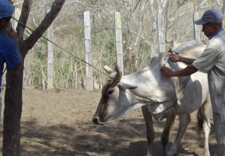 Se ha iniciado la vacunación de los animales en esta región. /Foto Zenaida Vásquez