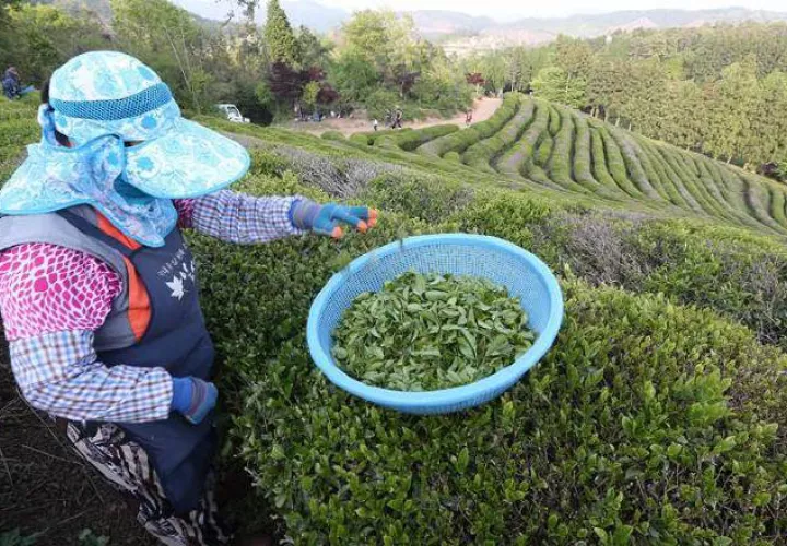 Países desarrollados buscan hacer la agricultura más sostenible. /Foto EFE