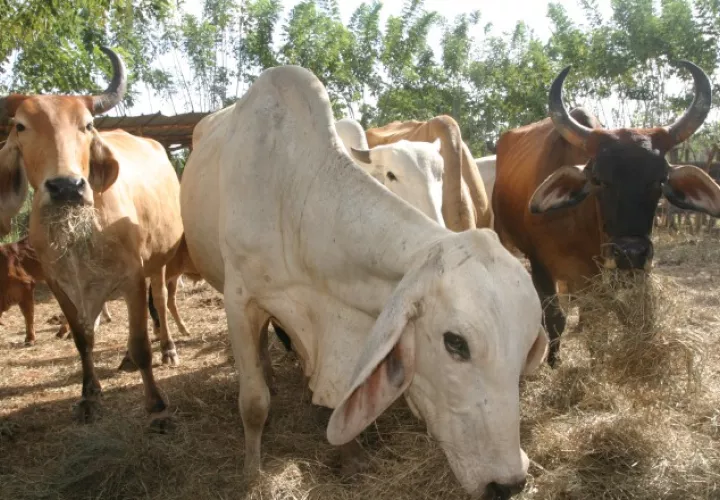 Las autoridades están tratando de negociar los accesos preferenciales a los productos de exportación que se hacían a Taiwán y no perder del todo este mercado. /Foto Archivo