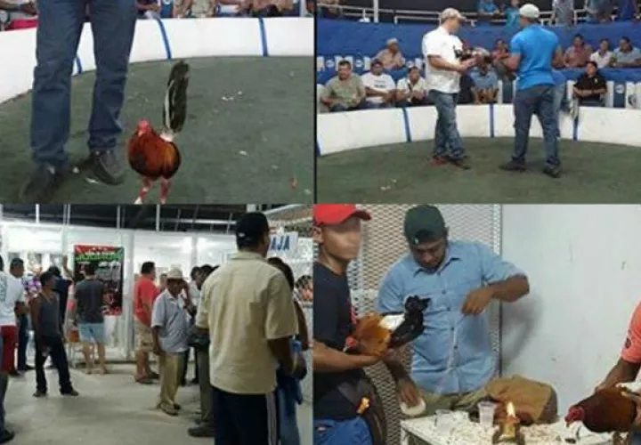 La pelea de gallos sería la actividad pantalla, según la Fiscalía.
