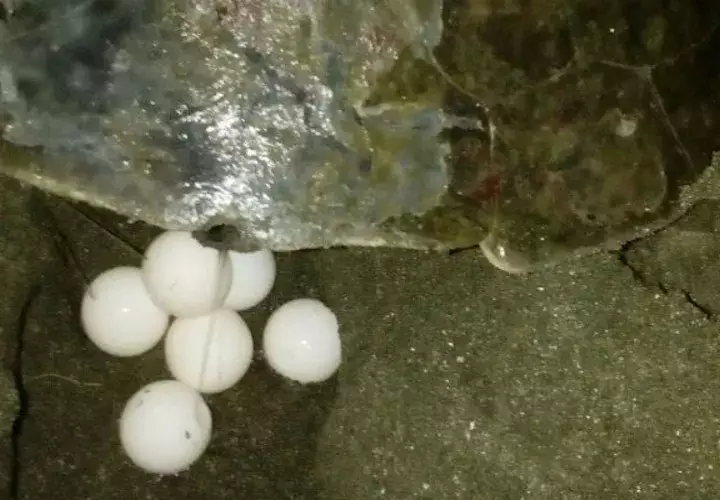 Existe un monitoreo en toda la isla protegiendo el desove de huevos. Foto: Zenaida Vásquez