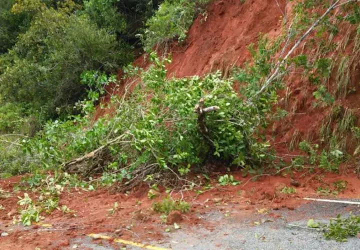 Temen que los árboles afecten el tendido eléctrico. Foto: Elena Valdez