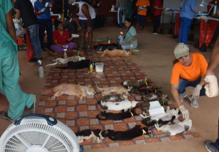 Hasta el momento se han esterilizado unos 240 perros y gatos. Foto: Eric Montenegro