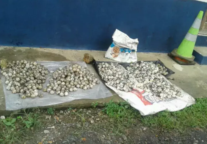 La posesión de huevos de tortuga es un delito ecológico. 
