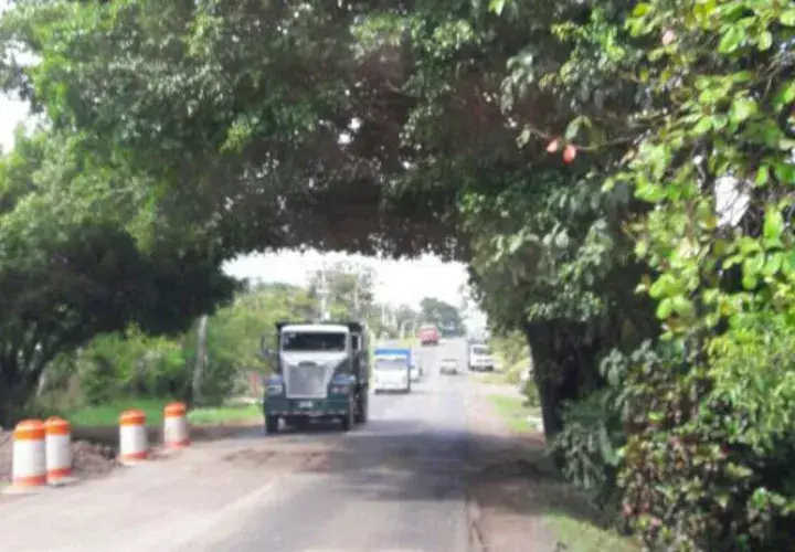 Estos árboles afectan la visibilidad de los conductores y causan daños en los vehículos a su paso. Foto: José Adames