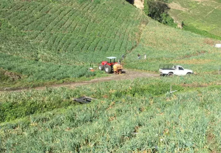 Autoridaders tampoco hacen caso a las plagas que ponen en riesgo la producción nacional.