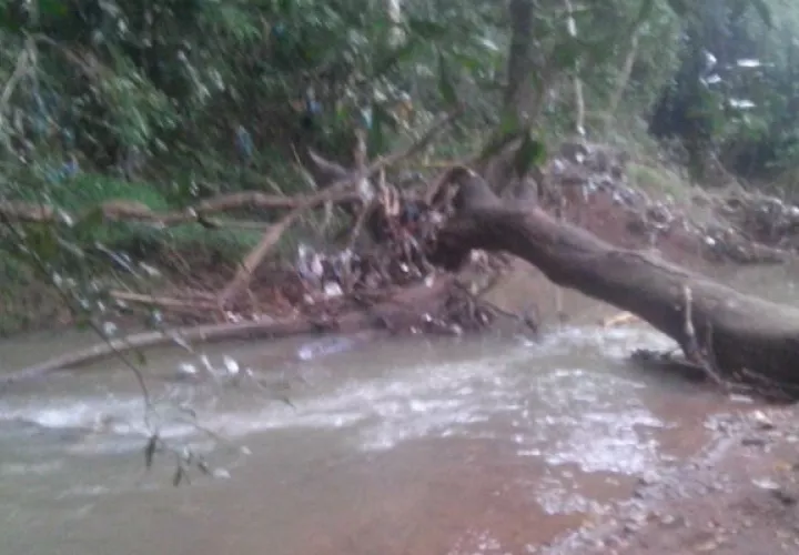 Entre este árbol fue ubicado el cadáver. Foto: Raimundo Rivera 