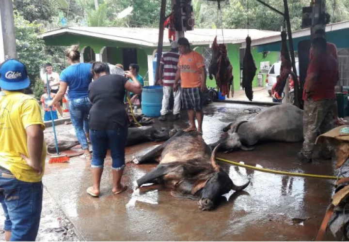 La comunidad ayudó a retirar de la vía a las reses. Foto: Diómedes Sánchez.