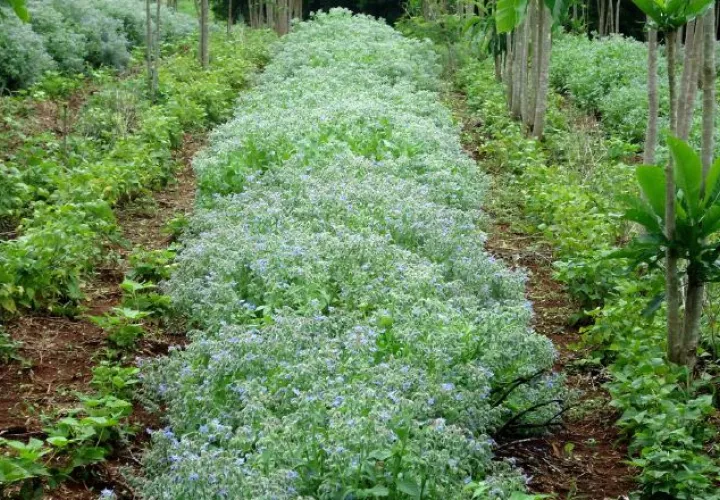 No solo los productores de plantas medicinales deberían aprovechar el mercado de China. José Vásquez