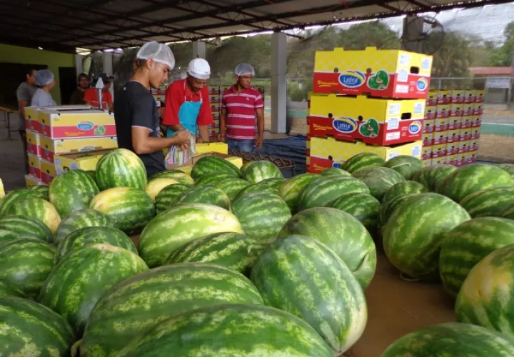 Productos como la piña, el melón, la sandía y los del mar registran este año una caída significativa en su comercialización en el exterior. /Foto Archivo