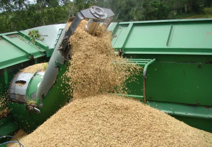 Aupsa asegura  que el cobre no es contaminante para el arroz. /Foto Archivo