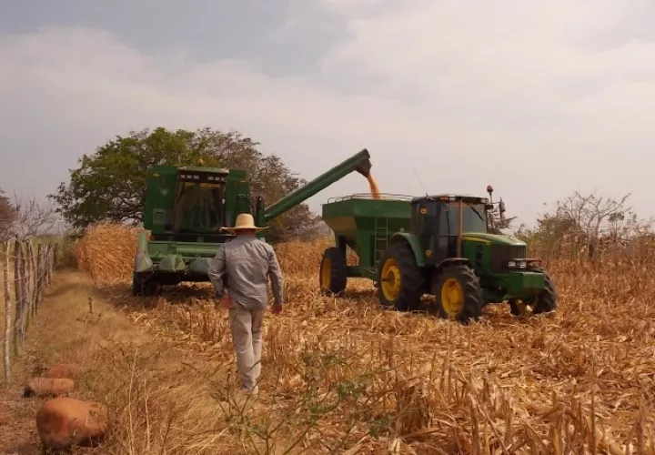 La producción nacional de arroz se encuentra amenazada ante las constantes importaciones, muchas veces sin necesidad. /Foto Archivo