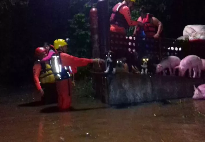 Las lluvias afectaron  hasta los cerdos.