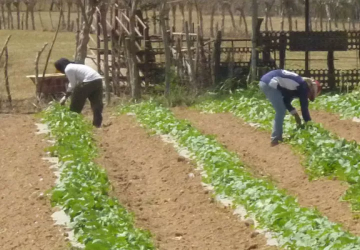 Los productores se quejan de falta de apoyo de las autoridades. Foto/PA