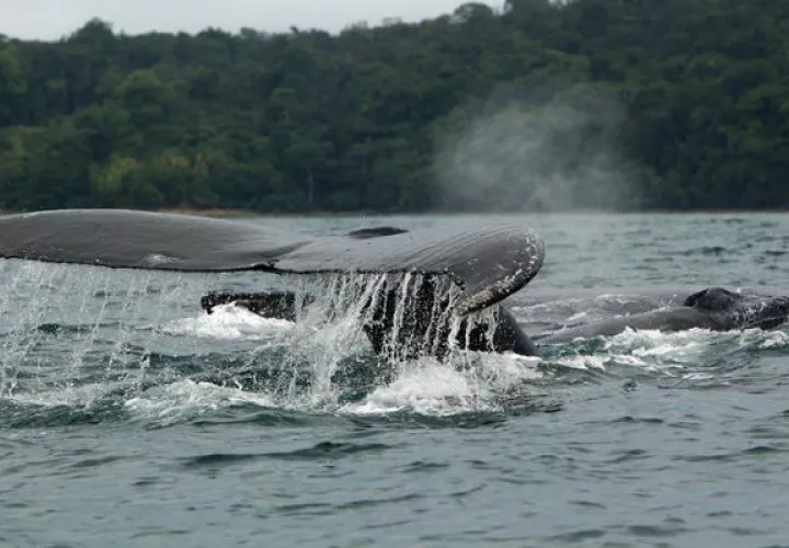 Ballenas jorobadas en el mar frente a la población de Nuquí, en el departamento de Chocó 