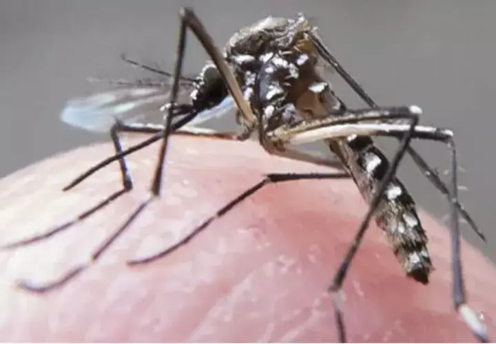 Siguen encontrando criaderos de mosquitos. 