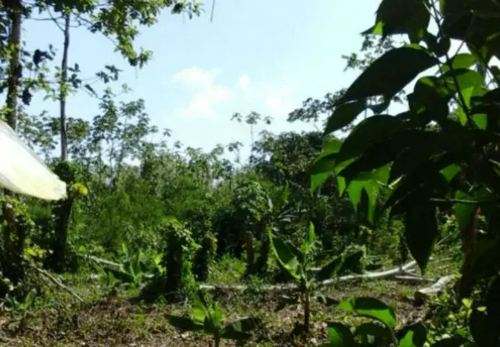 Los extrabajadores esperan celeridad en el alquiler de tierras en Barú.